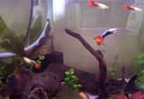 Guppies - fish for sale