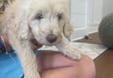 goldendoodle pups for sale