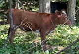 longhorn/ charolais heifer