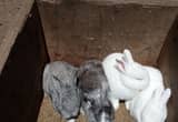 5 New Zealand bunnies