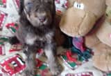7 standard poodle puppies