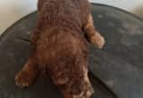 7 standard poodle puppies