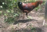 wheatan maran rooster