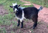 nigerian goat