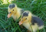 Magpie Ducklings Very Cute 🥰