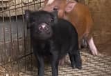 Juliana American Mini Pig Piglets