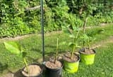Bananas Plants/ Tree