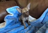 Tiny Brindle Male Chihuahua