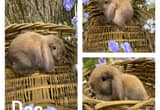 Beautiful Holland lop bunnies