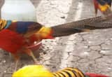 Golden Pheasants(Red Male &Yellow Chicks