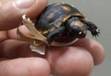 cb baby redfoot tortoise with cage