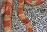 female adult cornsnake with cage