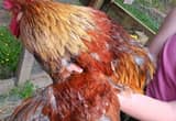 big healthy rooster