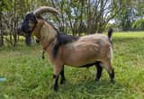 Pygmy Goat Buck