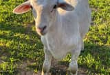 Farm Fresh Ram Lamb