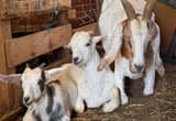 Goat Herd- Boer/ Nubian mix