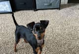 Min Pin For Sale Until 6/16/24