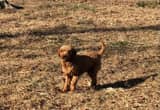 F1b Mini Goldendoodle Puppies Non-Shed