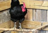 Jersey Giant Rooster