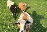 2 black hair sheep ewe lambs