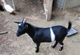 minature pygmy goat, doe