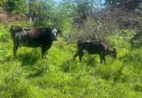 Cow Calf pair