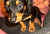 Female and male Dachshund puppies ready