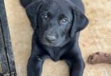 labrador puppies, will take offers