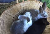 Rex/ Holland Lop Baby Rabbits