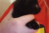 female kitten