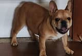 Beautiful Red Frenchie Female