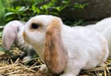 mini plush lop bunnies