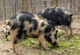 Ossabaw Island Hogs weaner piglets