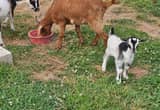 baby male nigerian dwarf/ pigmy goat