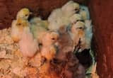 Silkie/ Frizzell and Easter Egger chick' s