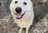 Loving Great Pyrenees free to good home