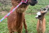breeding pair alpacas