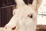 white mamouth donkey