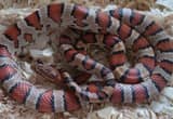 cornsnake sub adult with cage