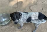Texas Blue Heeler And Her Pup!