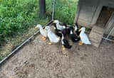 Ducks Mixed