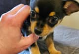ckc registered chihuahua puppy 6 weeks o