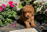 Toy poodle babies