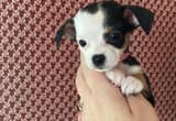 tiny dachshund mix pup