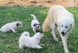 Great Pyreneese Puppys