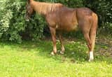 20 year old walking horse mare