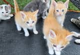 3 Little Orange Boy Kittens 😸