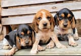 Colombian Fino Hound Puppies Available