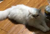 White Male Persian Cat