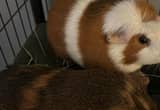 Rehoming Guinea Pigs (2)